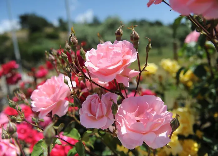 公寓 米索斯简易别墅公寓 波托什